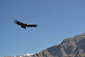 Condors